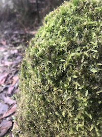 beautiful-lichen