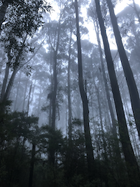 trees-at-dusk