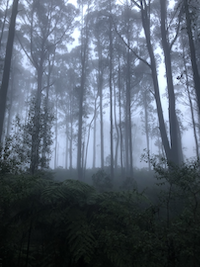 trees-lower-at-dusk